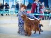 Irish Setter Club Speciality 2013, Moscow, Contario Ode Caprice - R.CW, CC