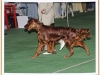 Honeygardens Jet Setter Dioskury- CW, CAC, R.CACIB