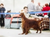 Монопородная выставка Ирландских сеттеров, ранг ПК. Contario Ode Novella - CW, Junior Club Winner 2013, BOB Junior, BEST IN SHOW!