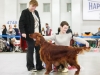 Монопородная выставка Ирландских сеттеров, ранг ПК. Contario Ode Novella - CW, Junior Club Winner 2013, BOB Junior, BEST IN SHOW!