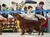 Монопородная выставка Ирландских сеттеров, ранг ПК. Contario Ode Novella - CW, Junior Club Winner 2013, BOB Junior, BEST IN SHOW!