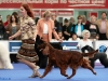 Contario Ode Winconta, Лучшая собака 7 группы на России 2011