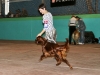 Contario Ode Capella, Юный чемпион Украины, Лучший юниор и Лучший представитель породы, Вторая лучшая собака 7 группы
