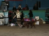 Contario Ode Capella, Юный чемпион Украины, Лучший юниор и Лучший представитель породы, Вторая лучшая собака 7 группы