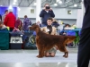 Golden Collar 2014 - Contario Ode Divin Essor - Best Dog, Breed Winner 2014