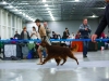 Golden Collar 2014 - Contario Ode Divin Essor - Best Dog, Breed Winner 2014