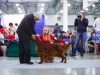 Golden Collar 2014 - Contario Ode Capella - Best of Breed, Breed Winner 2014