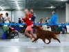 Golden Collar 2014 - Contario Ode Capella - Best of Breed, Breed Winner 2014