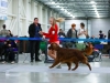 Golden Collar 2014 - Contario Ode Capella - Best of Breed, Breed Winner 2014