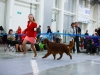 Golden Collar 2014 - Contario Ode Capella - Best of Breed, Breed Winner 2014