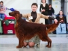 Golden Collar 2014 - Contario Ode Divin Essor - Best Dog, Breed Winner 2014