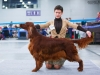 Golden Collar 2014 - Contario Ode Capella - Best of Breed, Breed Winner 2014