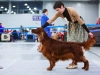 Golden Collar 2014 - Contario Ode Capella - Best of Breed, Breed Winner 2014