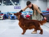 Golden Collar 2014 - Contario Ode Capella - Best of Breed, Breed Winner 2014