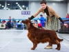 Golden Collar 2014 - Contario Ode Capella - Best of Breed, Breed Winner 2014