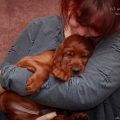 Фотографии щенков ирландского сеттера 6,5 недеь