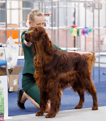 Владелец: Антон Плешков, Москва