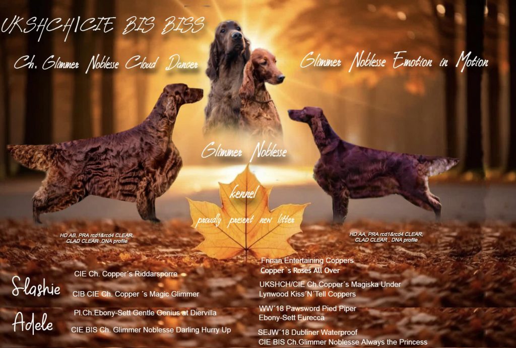 Родословная помета Glimmer Noblesse 