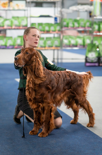 Владелец: Антон Плешков, Москва